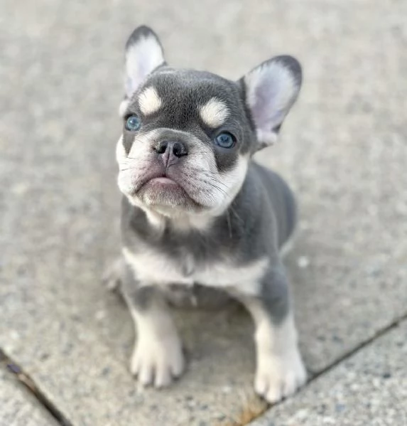 Cuccioli di bulldog francese | Foto 6