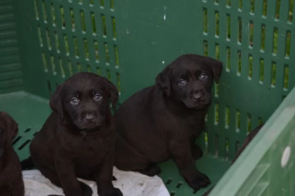 Cuccioli Labrador Retriever cioccolato | Foto 6