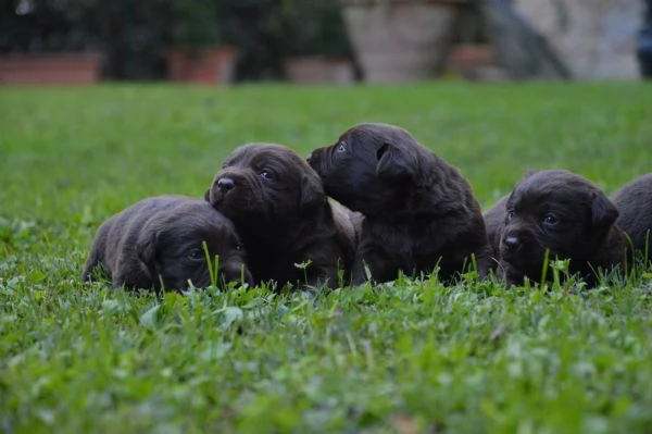 Cuccioli Labrador Retriever cioccolato | Foto 5