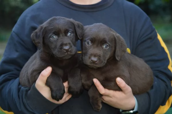 Cuccioli Labrador Retriever cioccolato | Foto 4