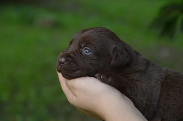 Cuccioli Labrador Retriever cioccolato | Foto 3