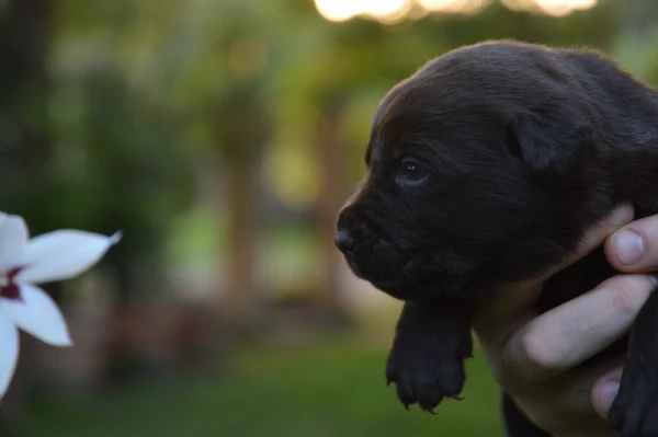 Cuccioli Labrador Retriever cioccolato | Foto 1