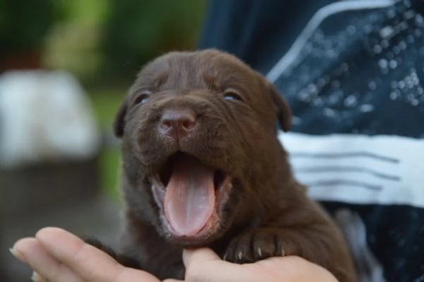 Cuccioli Labrador Retriever cioccolato | Foto 0