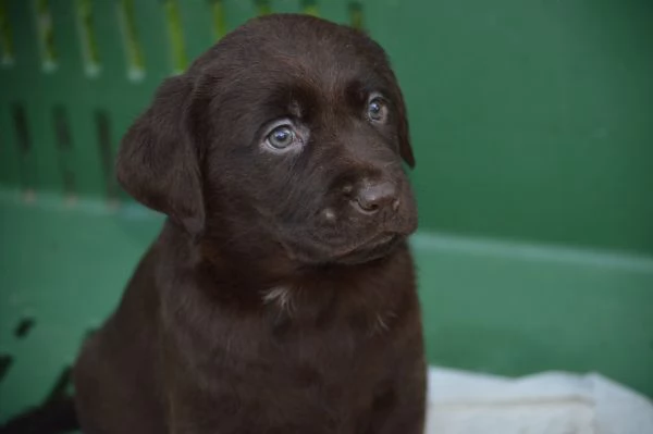 Cuccioli Labrador Retriever cioccolato