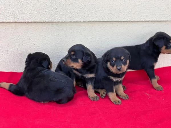 Regalo cuccioli di Rottweiler | Foto 2