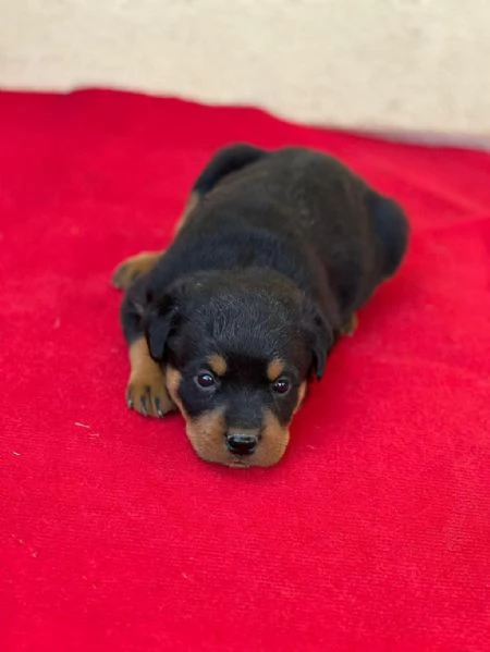 Regalo cuccioli di Rottweiler | Foto 1