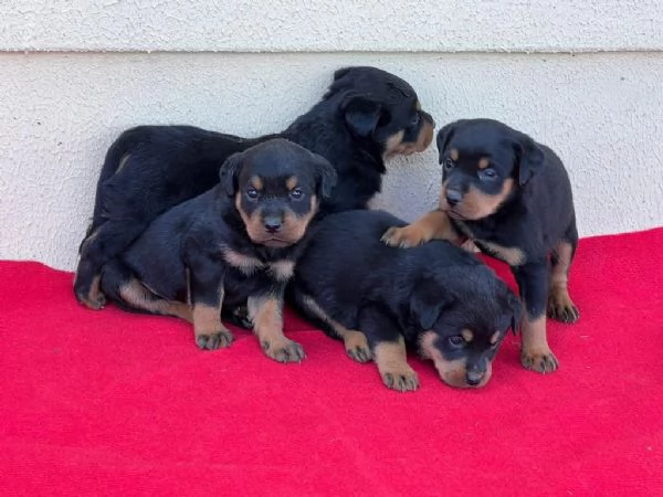 Regalo cuccioli di Rottweiler