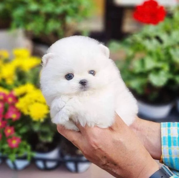 cuccioli di pomerania in adozione 