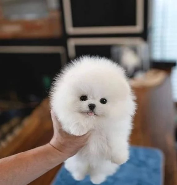 Cuccioli di Pomerania 