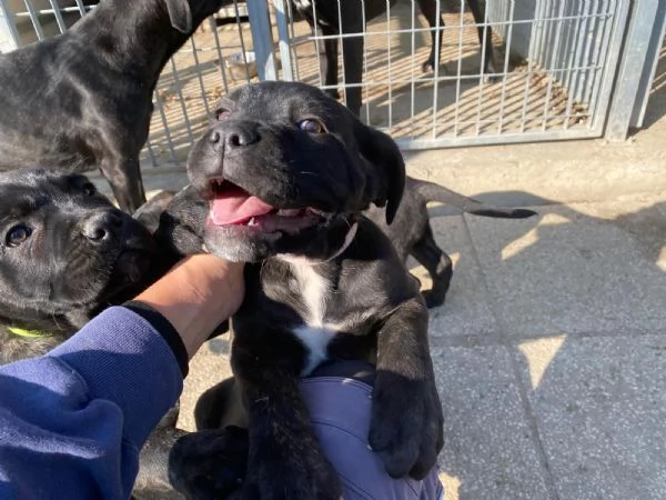 CUCCIOLI CANE CORSO | Foto 4