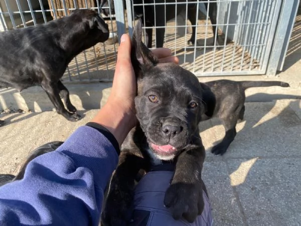 CUCCIOLI CANE CORSO | Foto 3