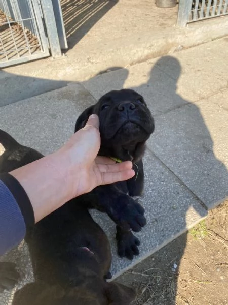 CUCCIOLI CANE CORSO | Foto 1