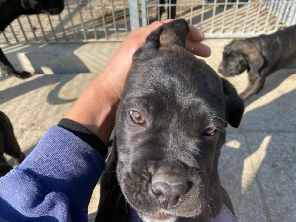 CUCCIOLI CANE CORSO | Foto 0