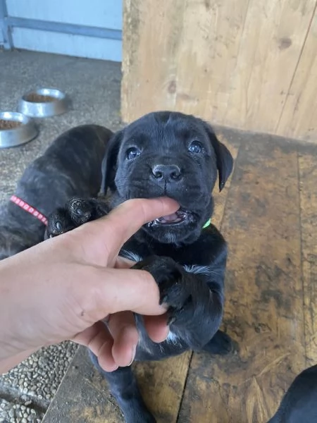 CUCCIOLI CANE CORSO