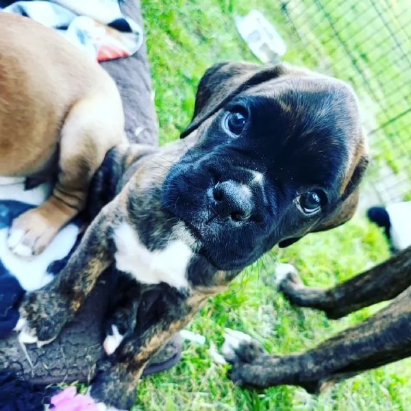 Cuccioli di Boxer sani e pronti per l'adozione.