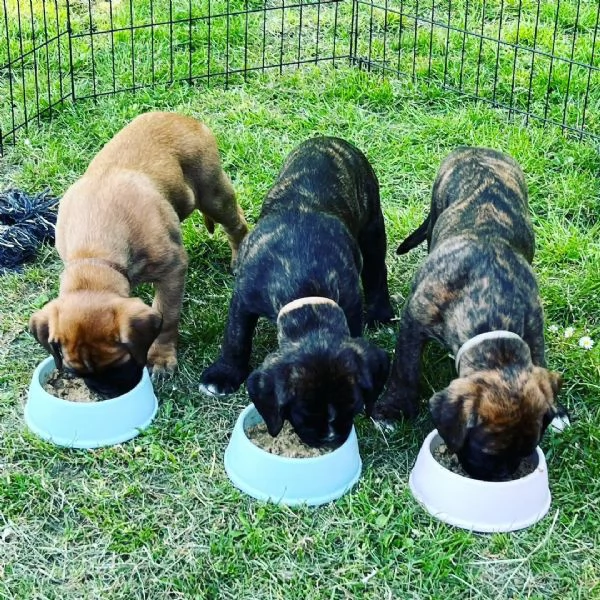 Cuccioli di Boxer sani e pronti per l'adozione. | Foto 4