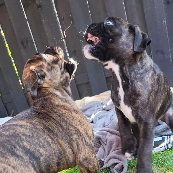 Cuccioli di Boxer sani e pronti per l'adozione. | Foto 3