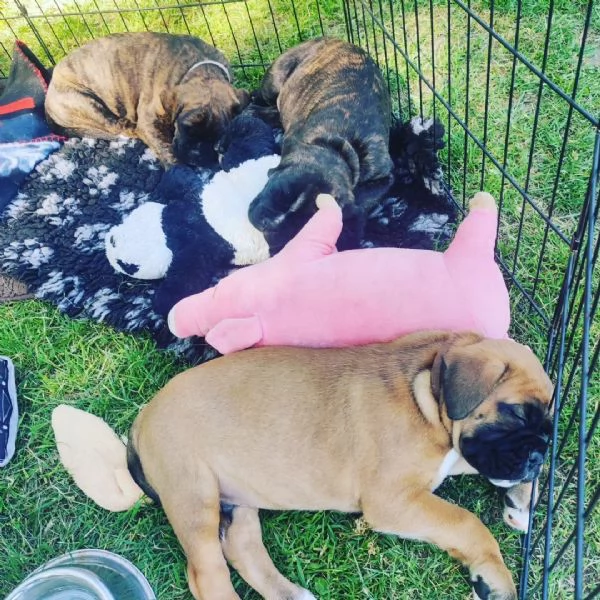 Cuccioli di Boxer sani e pronti per l'adozione. | Foto 2