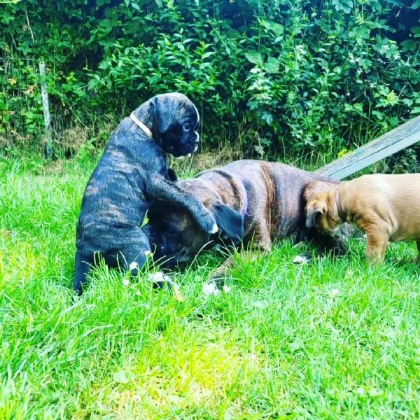 Cuccioli di Boxer sani e pronti per l'adozione. | Foto 1