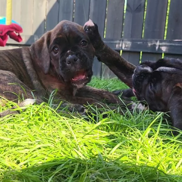 Cuccioli di Boxer sani e pronti per l'adozione. | Foto 0