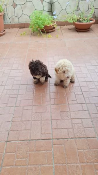 Cuccioli di lagotto romagnolo 