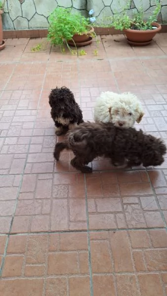 Cuccioli di lagotto romagnolo  | Foto 0