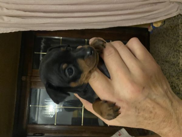 Cuccioli pinscher  | Foto 1