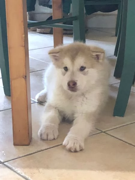 Cuccioli Alaskan Malamute presto disponibili 