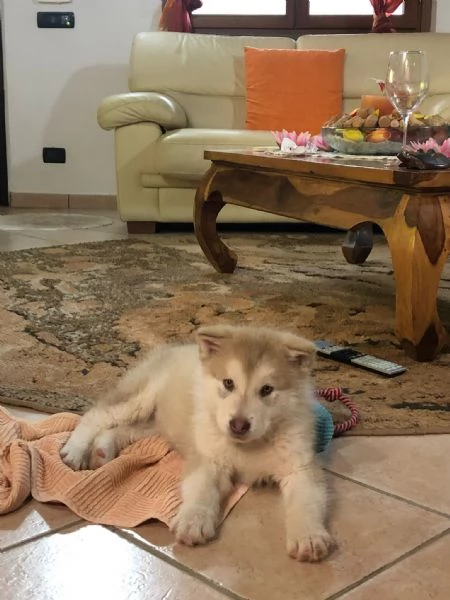 Cuccioli Alaskan Malamute presto disponibili  | Foto 5