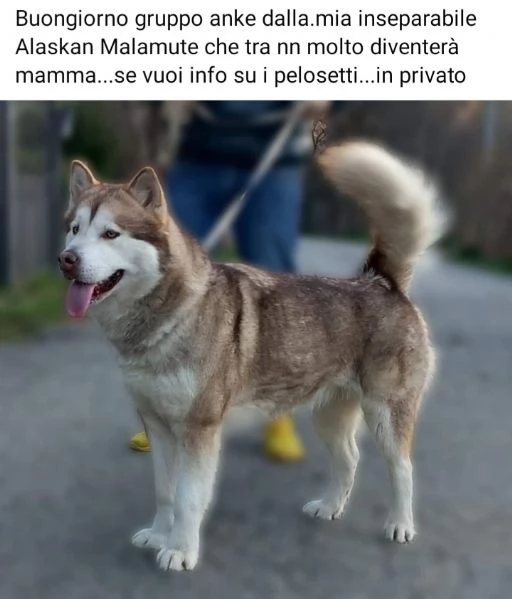 Cuccioli Alaskan Malamute presto disponibili  | Foto 4