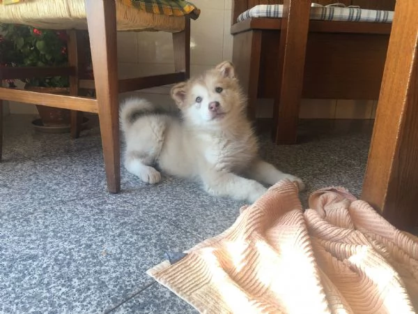 Cuccioli Alaskan Malamute presto disponibili  | Foto 3