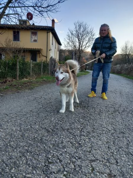 Cuccioli Alaskan Malamute presto disponibili  | Foto 1