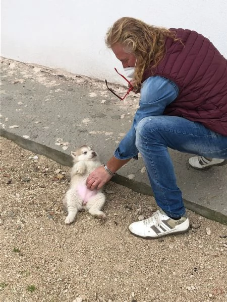 Cuccioli Alaskan Malamute presto disponibili  | Foto 0