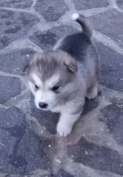 Vendesi cuccioli Alaskan Malamute. Rossi/?Grigio 