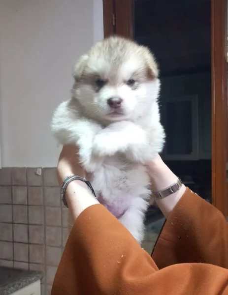 Vendesi cuccioli Alaskan Malamute. Rossi/?Grigio  | Foto 3