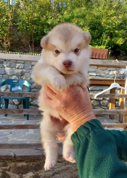 Vendesi cuccioli Alaskan Malamute. Rossi/?Grigio  | Foto 1