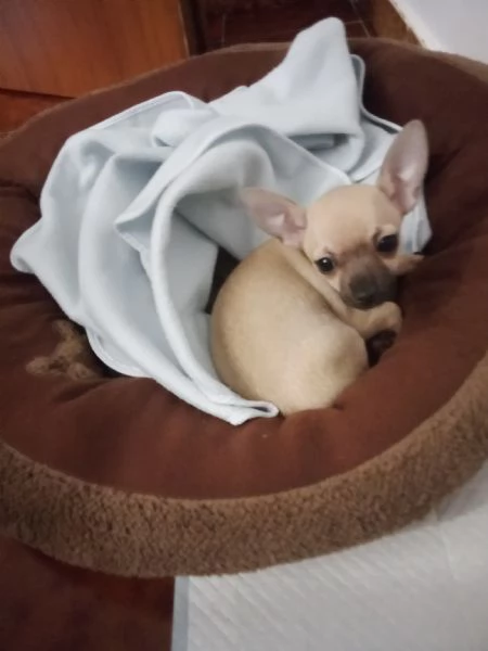 Vendo cucciola chihuahua nano femmina