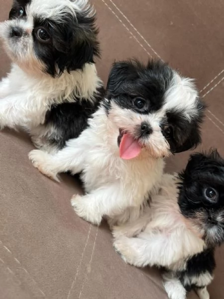 Regalo Cuccioli Shih Tzu | Foto 2