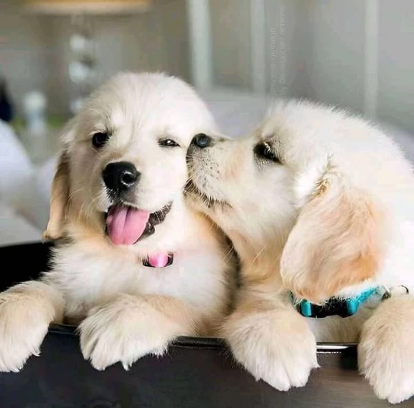 BELLISSIMI CUCCIOLI DI GOLDEN | Foto 0