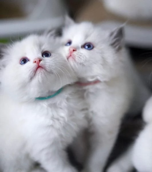 Cuccioli Ragdoll con pedigree