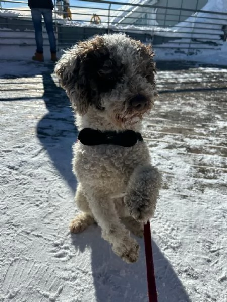 Lagotto romagnolo  | Foto 3