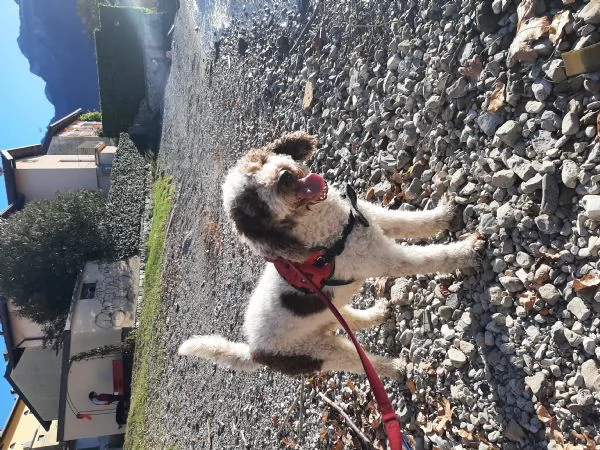 Lagotto romagnolo  | Foto 1