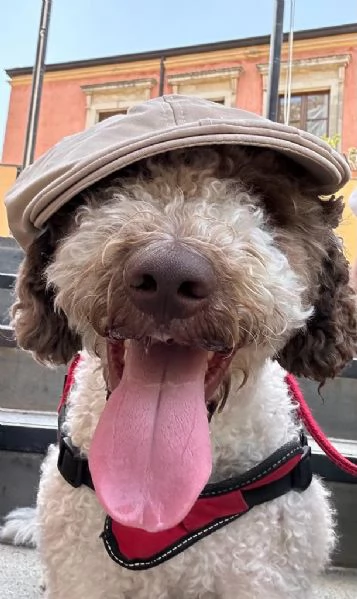 Lagotto romagnolo 