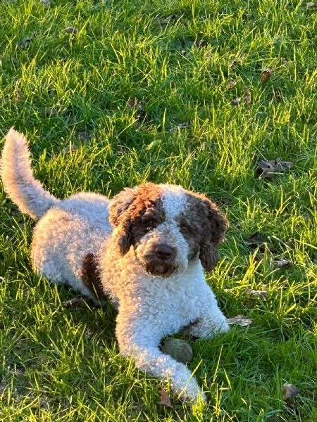 Lagotto romagnolo  | Foto 0