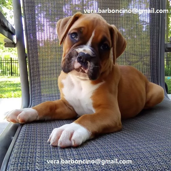  Cuccioli Boxer Cuccioli di Boxer, tutti marroni disponibili da subito con microchip e ciclo vaccina