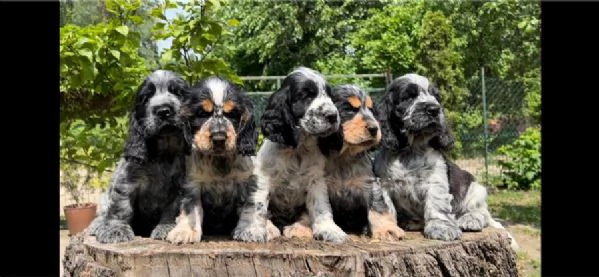 Cocker Spaniel Inglese cuccioli | Foto 6