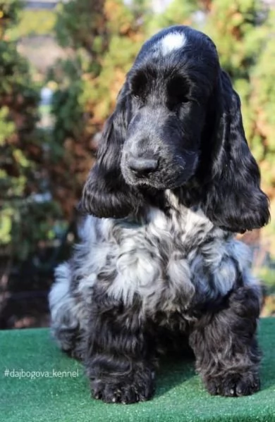 Cocker Spaniel Inglese cuccioli | Foto 4