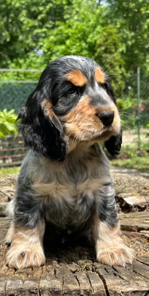 Cocker Spaniel Inglese cuccioli