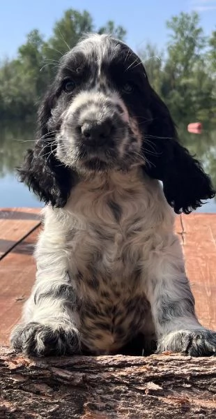 Cocker Spaniel Inglese cuccioli | Foto 1