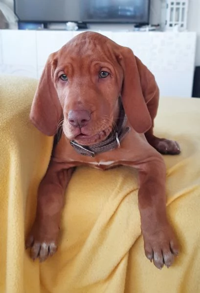 Cucciolo di Vizsla